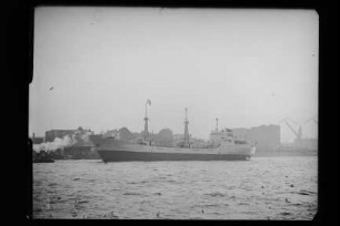 Vormann Rass (1955), Lenox, Hamburg