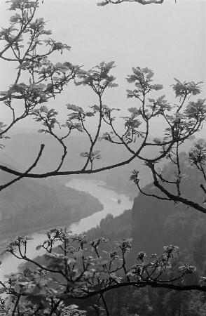 Blick von der Bastei auf die Elbe durch Zweige hindurch