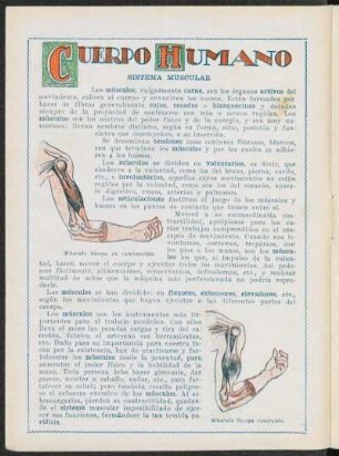 Cuerpo humano : Sistema muscular