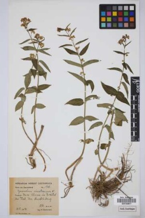 Cynanchum vincetoxicum Moench