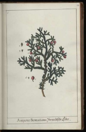 6. Juniperus Bermudiana. Bermudische Ceder