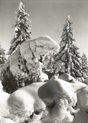 Osterzgebirge. Verschneite Fichten am Rand des Georgenfelder Hochmoores
