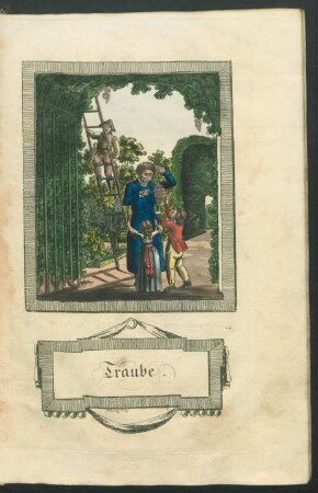 Tafel: Traube.