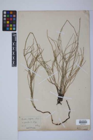 Equisetum variegatum variegatum Schleich.