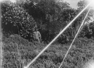 Vegetation der Virunga-Vulkane : Die Vegetationslandschaft im Gebiet der Virunga-Vulkane mit zahlreichen Schopfbäumen (Senecien). Davor steht ein Begleiter der Forschungsgruppe, vermutlich ein deutscher Kolonialsoldat