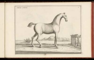 V. Cheval Anglois. - VI. Le Turc.