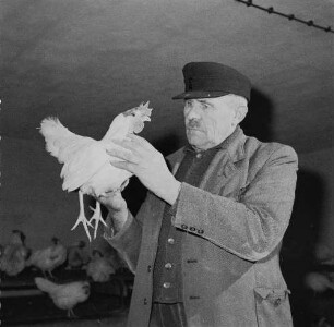 Geflügelfarm Weida der LPG Riesa-Pochra. Der Geflügelzüchter und Leiter der Geflügelfarm Otto Boden mit einer Legehenne