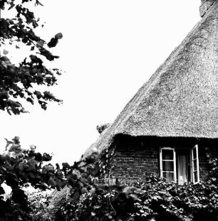 Schlamersdorf: Storchennest: darin Jungstörche: rechts Reetdach und Giebel eines Hauses: vorn und links Baum