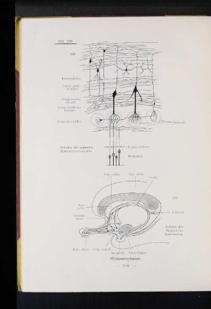 229 Schema der Bahnen des Riechnerven.