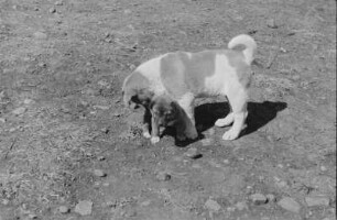Zwei Hunde : Aufnahme zweier Hunde.