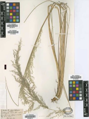 Agrostis antoniana Griseb. [syntype]