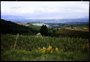 Vogtsburg: Fernblick vom Pass Vogtsburg zur Freiburger Bucht
