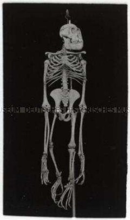 Affenskelett (Orang-Utan)
