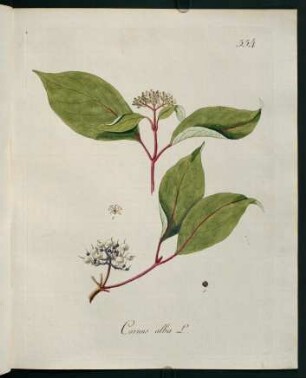 Cornus alba L.