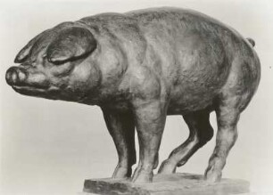 Schwein