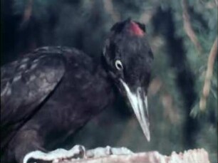 Dryocopus martius (Picidae) - Nahrungserwerb, Funktion von Schnabel und Zunge