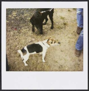 Worpsweder Hunde