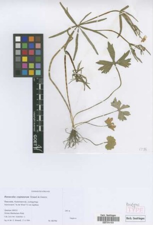 Ranunculus carpinetorum E. H&ouml;randl & W. Gutermann[paratype]