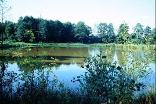 Teich im Flurteil Föritzwiesen in der östlichen Außenflur