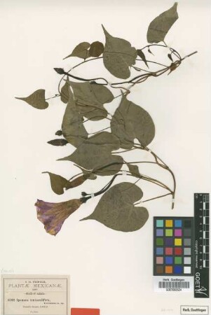 Ipomoea tentaculifera Greenm. [type]