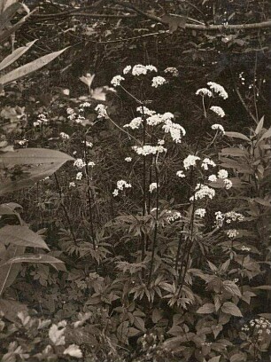 Echter Baldrian (Valeriana officinalis)