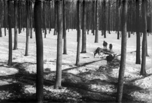 Hochwild in Nähe der Wildfütterung am Leichenweg - Forstrevier Steinbach