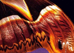 Schmetterlingsflügel. Werbeaufnahme für die Marke ORWO des VEB Filmfabrik Wolfen
