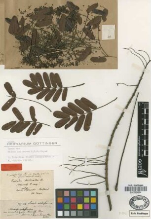 Mimosa chiliantha G.Mey. [type]