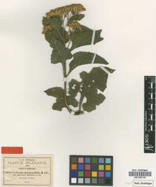 Verbesina montanoifolia B.L.Rob. & Greenm. var. leptopoda B.L.Rob.[type]