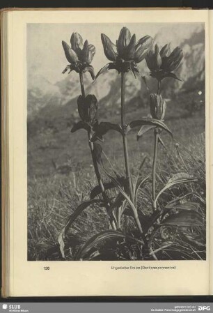 Ungarischer Enzian (Gentiana pannonica)
