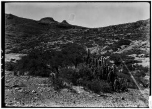 Dornenbüsche und Kakteen : Trockenvegetation am Hang bei Sucre.