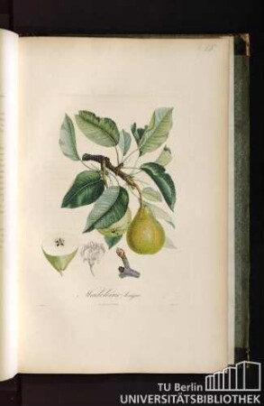 Pl. LV. Madeleine longue.
