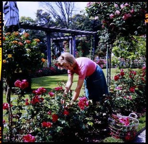 Insel Mainau: Gärtnerin beschneidet Rosen
