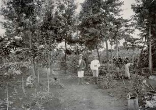 Gemüsegarten der Station Marangu, Kilimandjaro