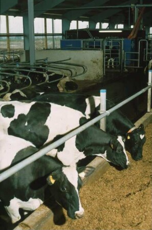 Fotografie: Melktechnik, Automatisches Melksystem (AMS)