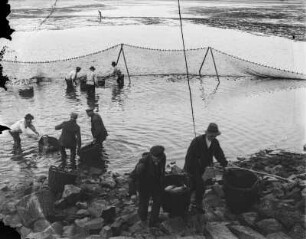 Abfischen : Abfischen in Wermsdorf?