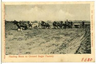 Oxnard. Hauling Beets to Oxnard Sugar Factory