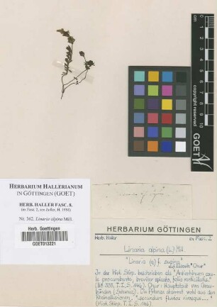 Linaria alpina Mill.