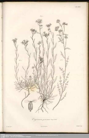 Erysium pectinatum, Bory et Chaub