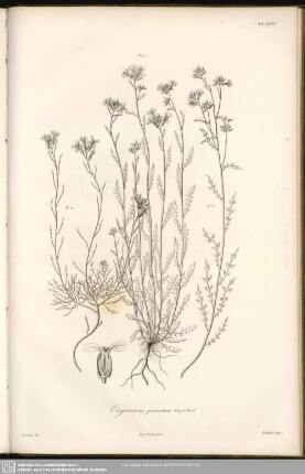 Erysium pectinatum, Bory et Chaub