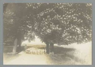 Sachsen. Szene mit Schäfer und Schafherde