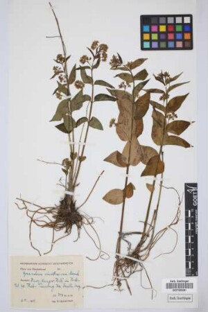 Cynanchum vincetoxicum Moench