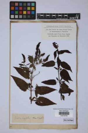 Veronica longifolia longifolia L.