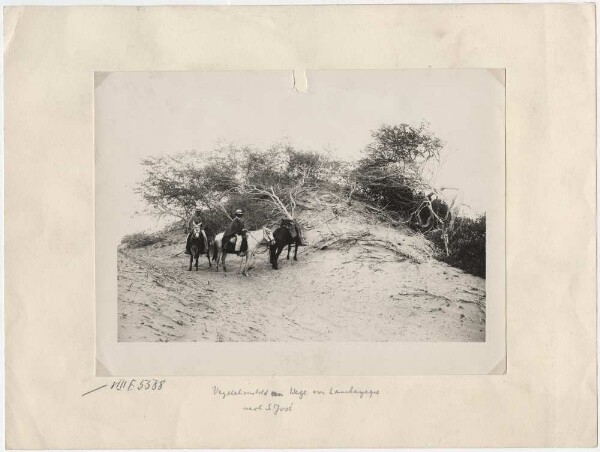 Vegetationsbild am Wege von Lambayeque nach S. José