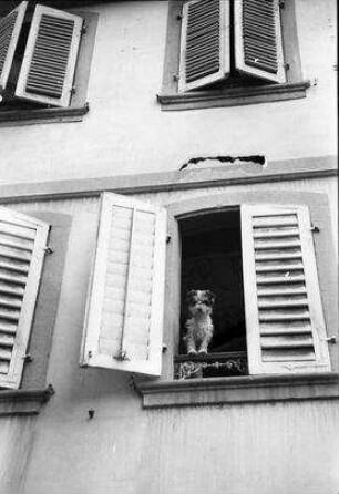 Rappoltsweiler, Ribeauvillé: Hund am Fenster