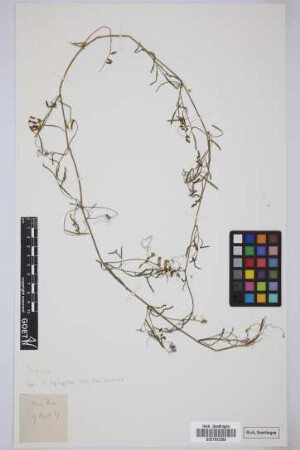 Vicia cirrhosa Webb & Berthel.