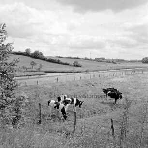 Trave: Landwirtschaft: vorn Zaun: dahinter Weide mit Rinderherde: hinten Knicklandschaft