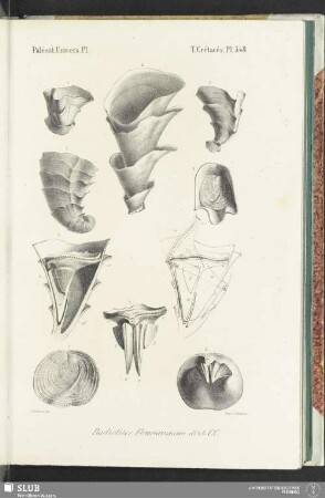 Pl. 548