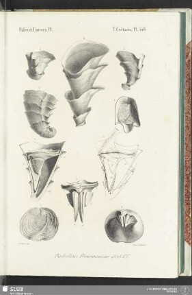 Pl. 548