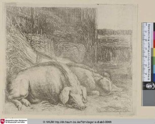 [Zwei Schweine; Two Pigs; Les pourceaux gras]